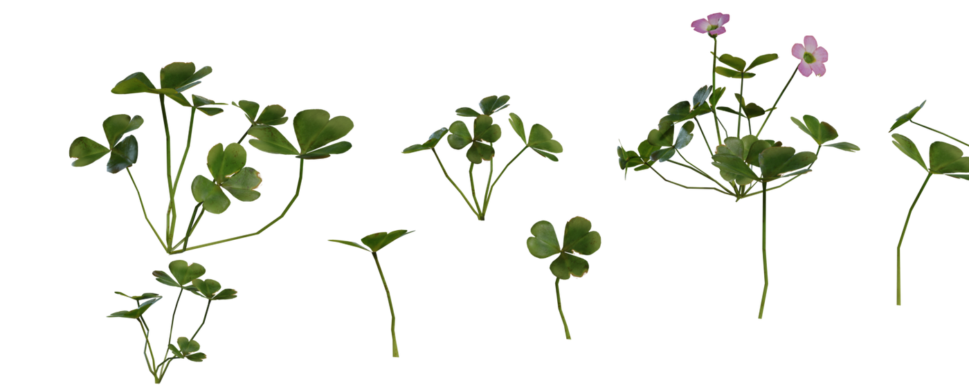 Shrub Sorrel 01 3D model