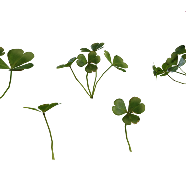 Shrub Sorrel 01 3D model