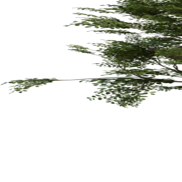 Tree Small 02 3D model